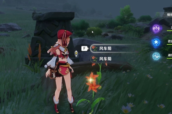 原神风车菊在哪里